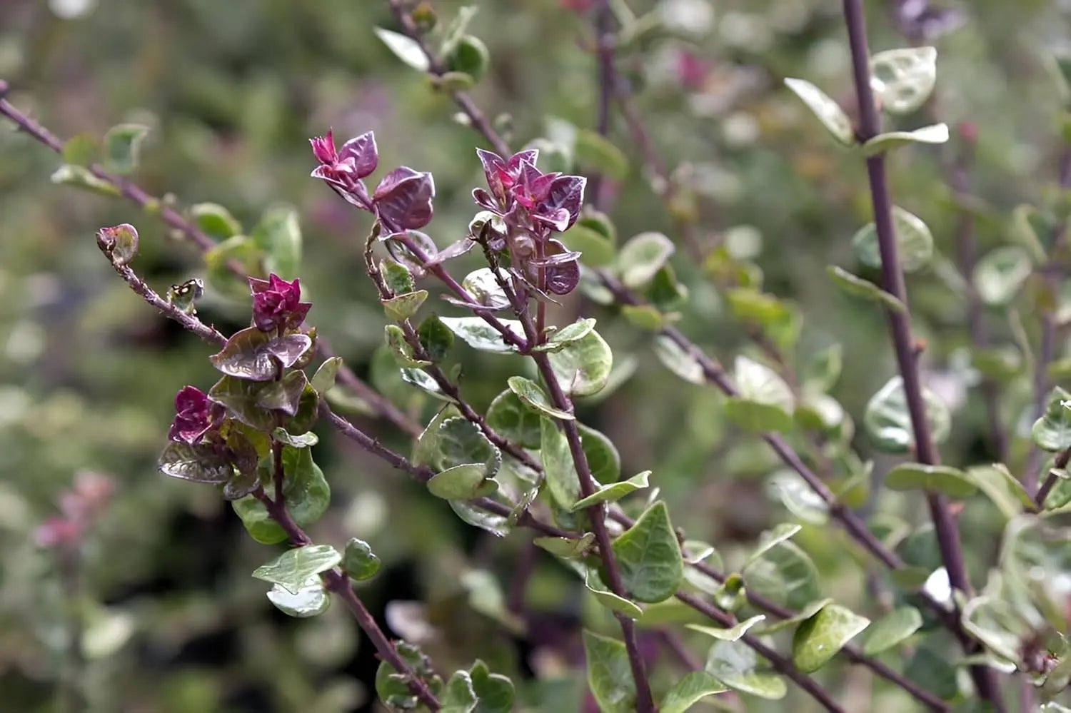 Lonicera nitida 'Red Tips' Heckenmyrthe, grüne Gehölz mit roten Blatträndern, in Gartenumgebung, Stauden Gänge.
