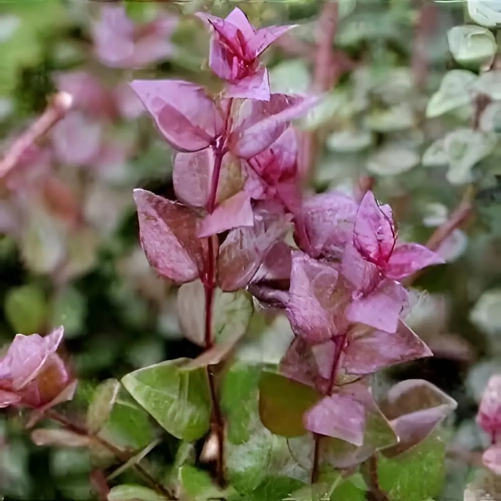 Lonicera nitida 'Red Tips' Heckenmyrthe, grünes Gehölz mit roten Spitzen, als Heckenpflanze, von Stauden Gänge.