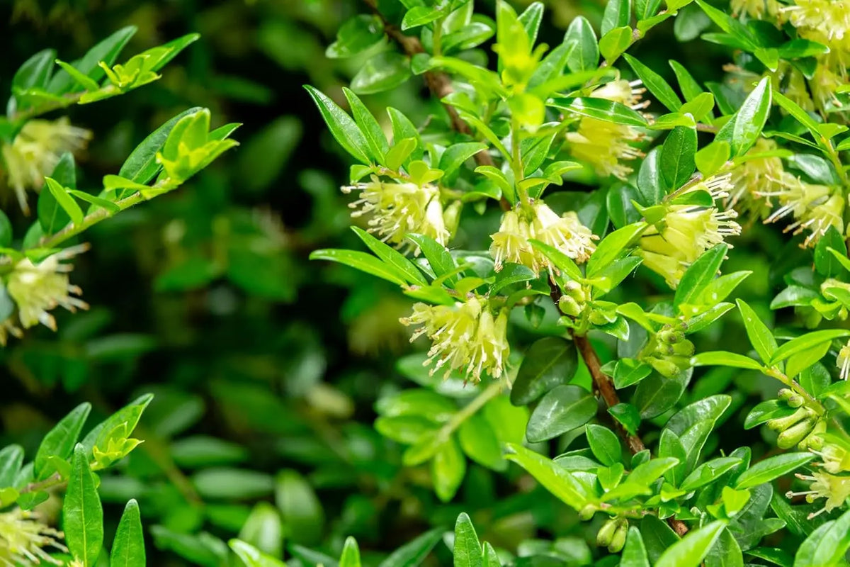 Lonicera pileata Böschungsmyrthe, Gehölz von Stauden Gänge, dichter Strauch mit grünen Blättern und kleinen Blüten