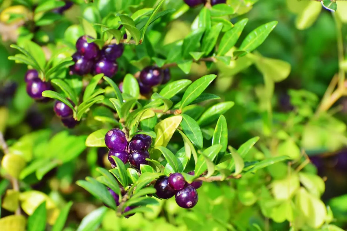 Lonicera pileata, Gehölz von Stauden Gänge, grüne Blätter und dichte Zweige, ideal für Hecken und Bepflanzungen