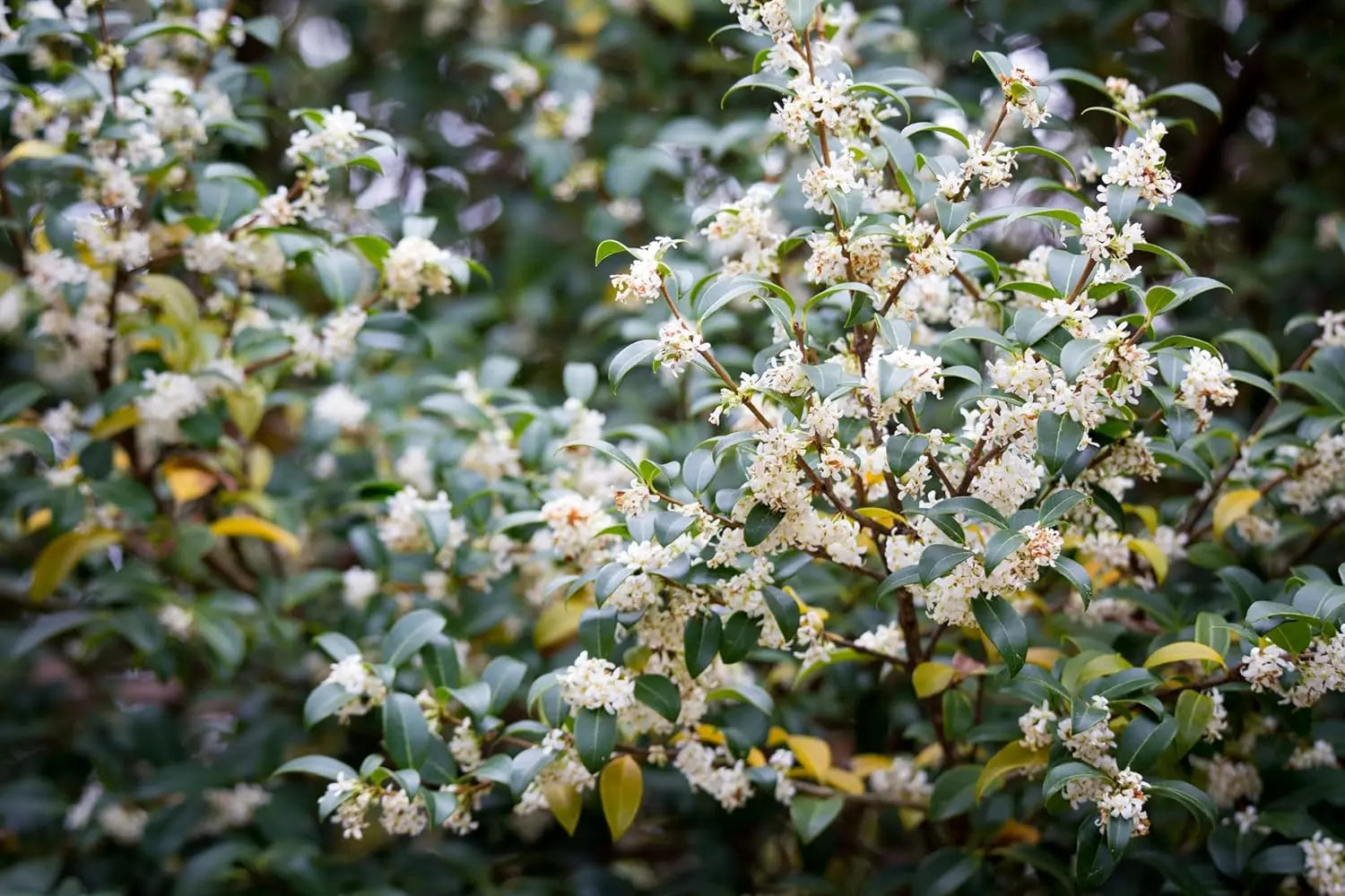 Osmanthus burkwoodii Gehölz mit weißen Blüten, Frühlingsduftblüte, von Stauden Gänge, im Garten.