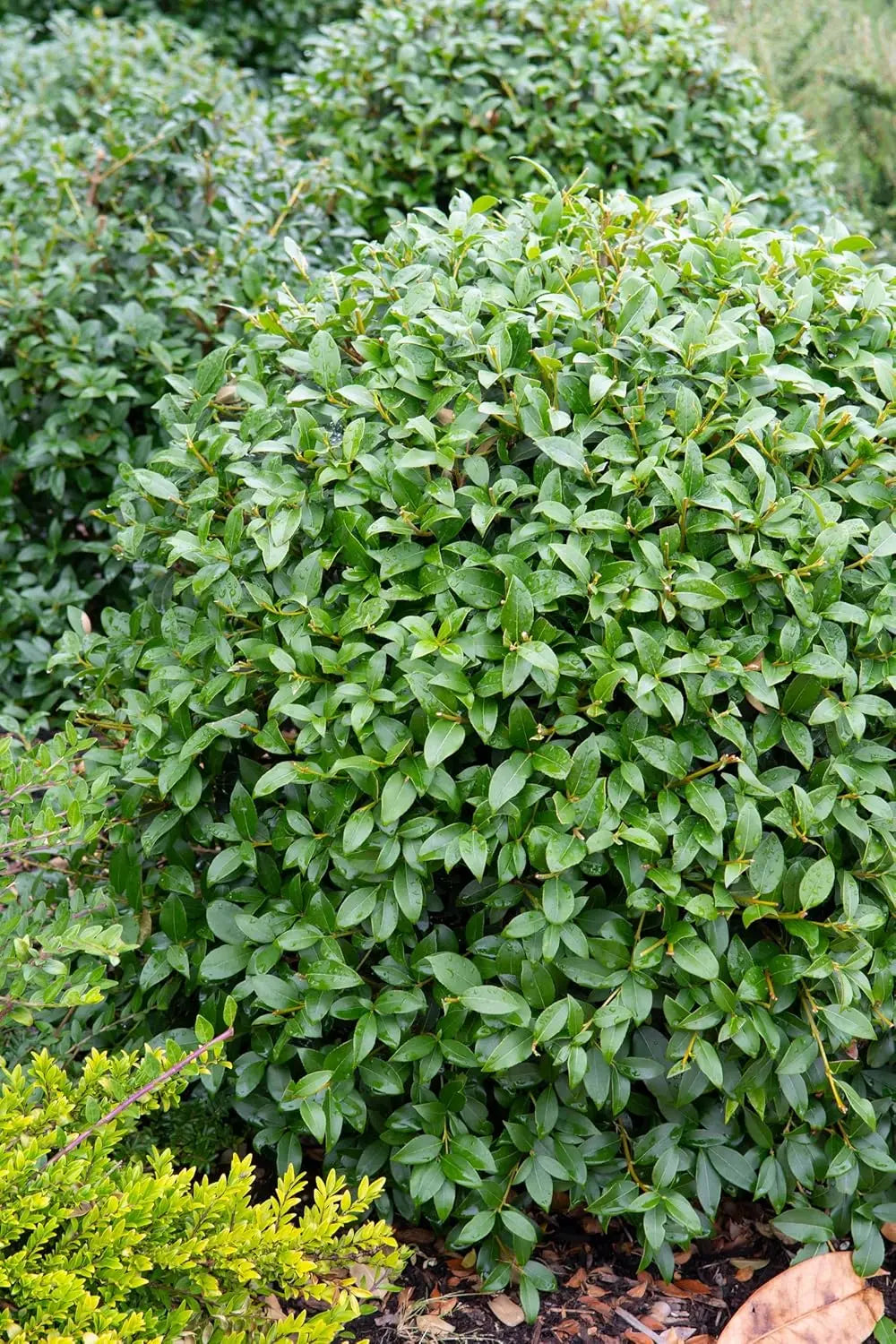 Osmanthus burkwoodii Gehölz von Stauden Gänge mit weißen Frühlingsblüten, dichtes, immergrünes Strauch, ideal für Garten.