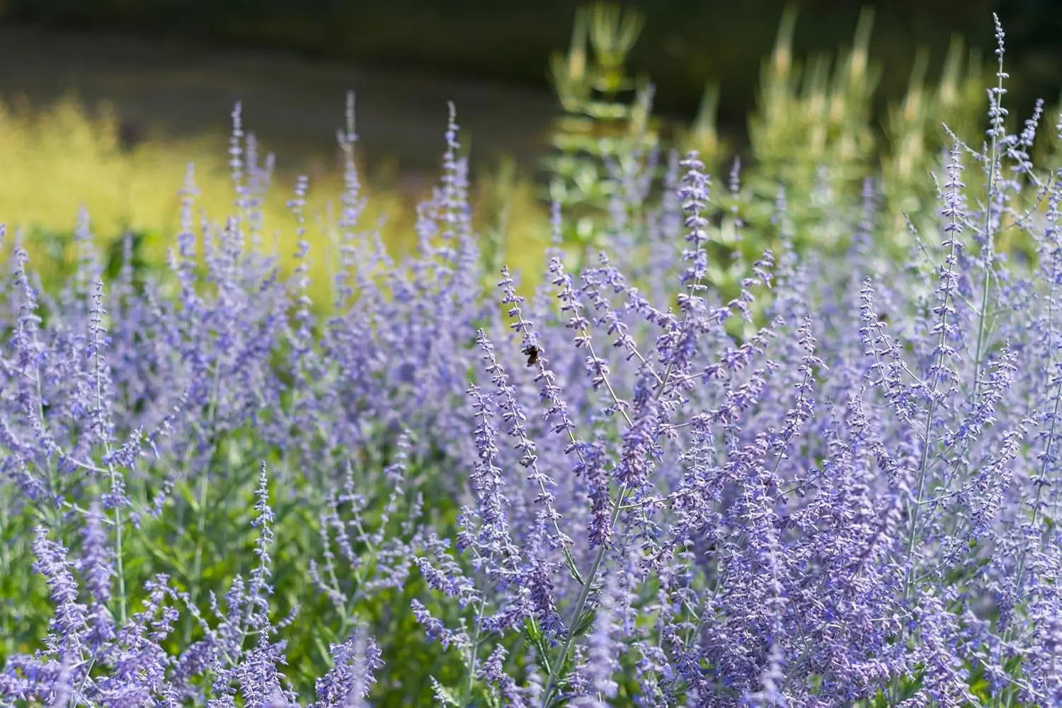 Perovskia atriplicifolia 'Blue Spire' Blauraute, blühendes Gehölz mit silbrigen Blättern und blauen Blüten, Stauden Gänge.