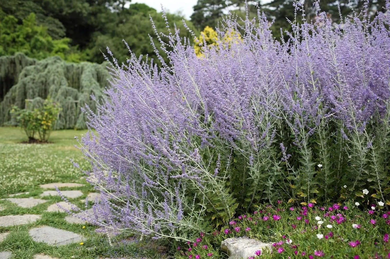 Kleiner blauer Blauraute Perovskia atriplicifolia 'Little Blue Spire' als Gehölz, mit silbrigen Blättern und blauen Blüten.