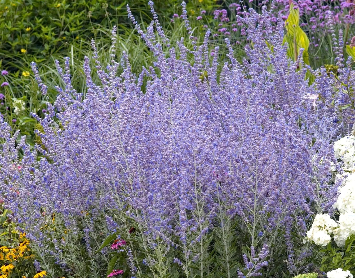 Stauden Gänge Perovskia atriplicifolia 'Little Blue Spire', kleiner Blauraute als Gehölz mit silbrigen Blättern und blauen Blüten.