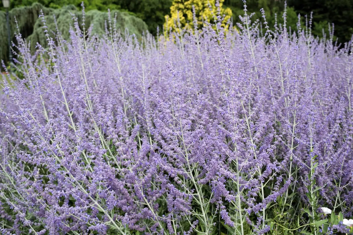 Dreizackiger Zwerg Blauraute Perovskia atriplicifolia 'Little Blue Spire' als Gehölz von Stauden Gänge.