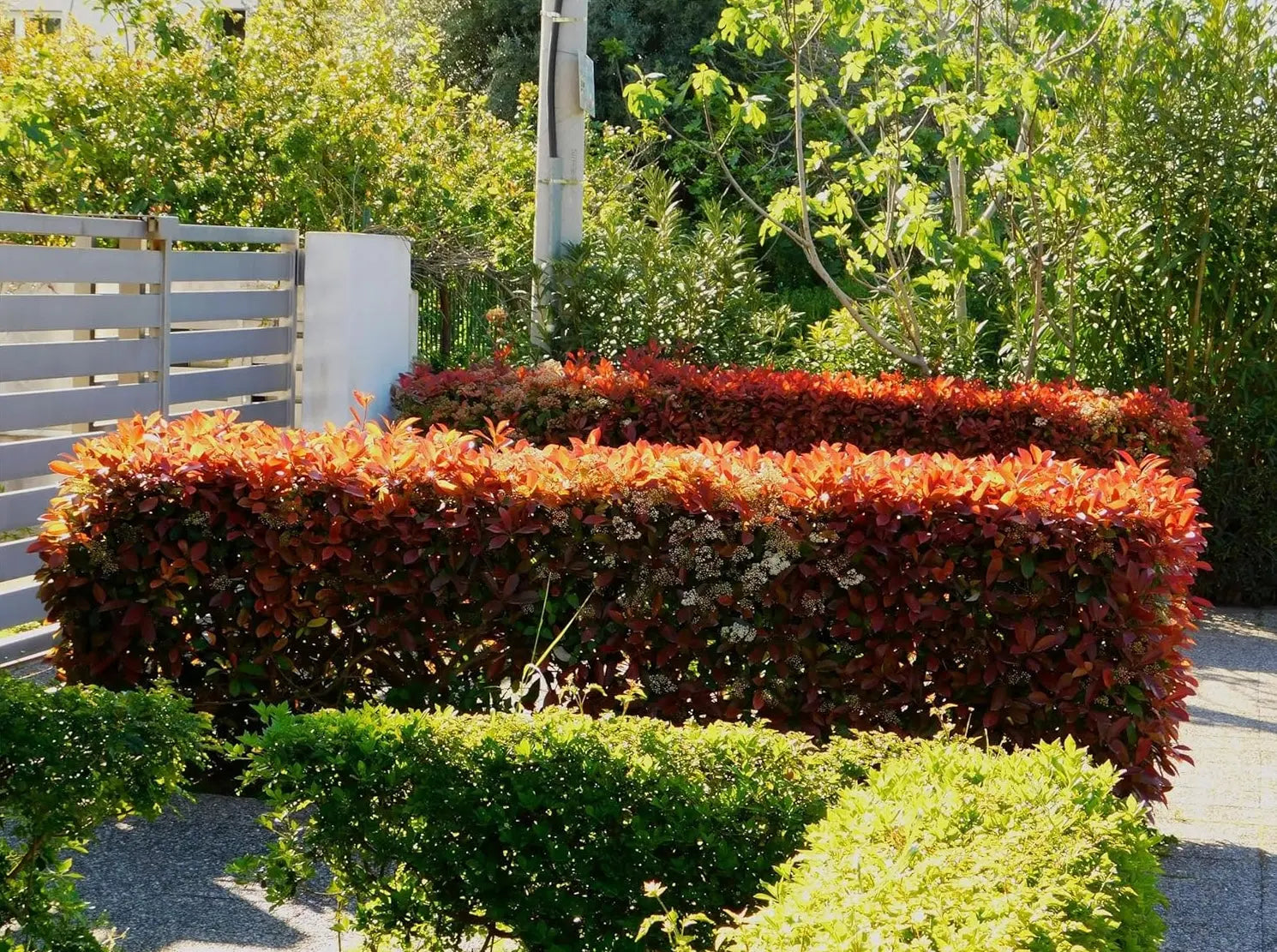 Photinia fraseri 'Little Red Robin' - Gehölz mit roten Blättern, grüne Zweige, im Garten. Stauden Gänge.