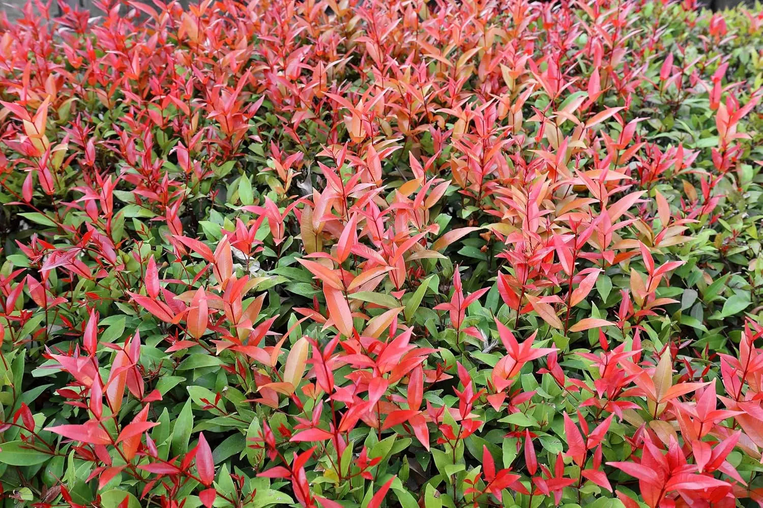 Photinia fraseri 'Little Red Robin', kleines rotes Gehölz mit glänzenden Blättern, von Stauden Gänge, Nahaufnahme des Laubs