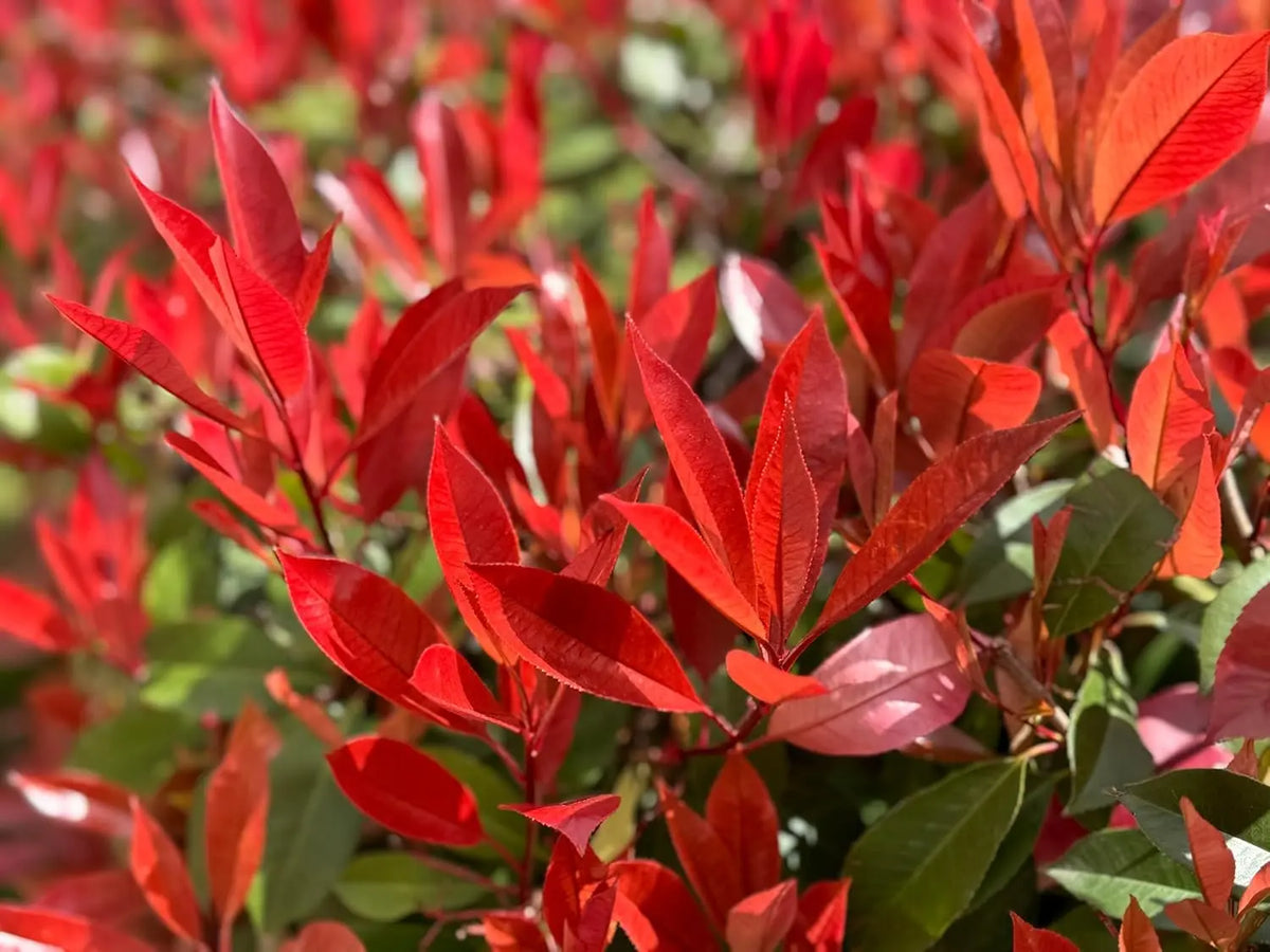 Photinia fraseri 'Little Red Robin', kleines Gehölz mit roten Blättern, in einem Garten, von Stauden Gänge.