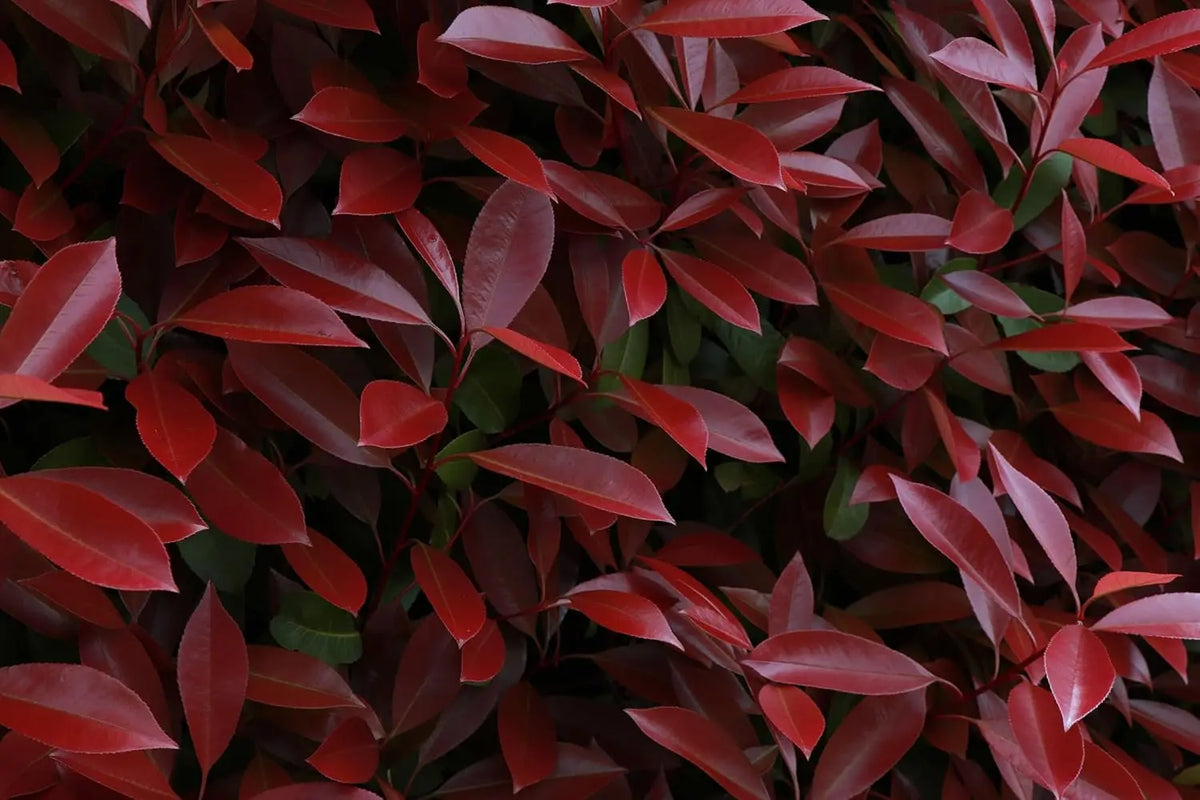 Kleine Rote Glanzmispel Photinia fraseri 'Little Red Robin' als Gehölz, mit rotem Blattwerk, von Stauden Gänge.