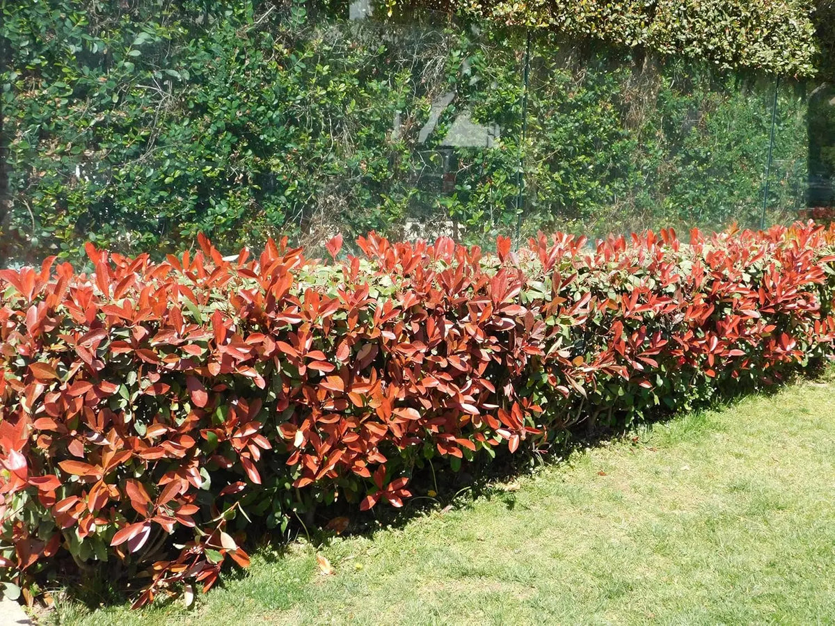 Fotinia fraseri 'Little Red Robin', kleines rotes Glanzmispel-Gehölz mit roten Blättern, auf einem Gartenboden.