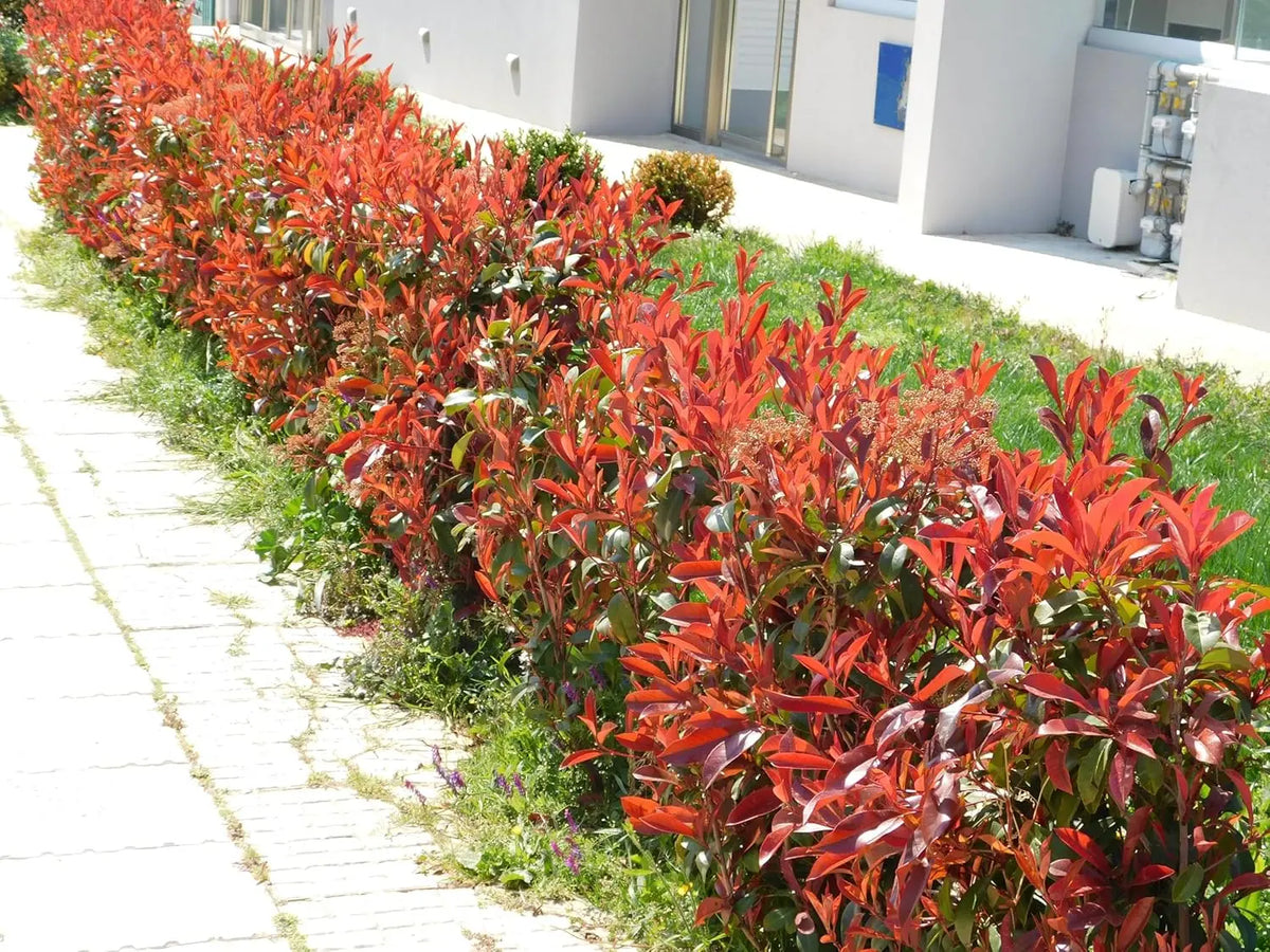 Fotinia fraseri 'Little Red Robin', kleines rotes Glanzmispel-Gehölz, mit roten jungen Blättern, auf einem Gartenbild.