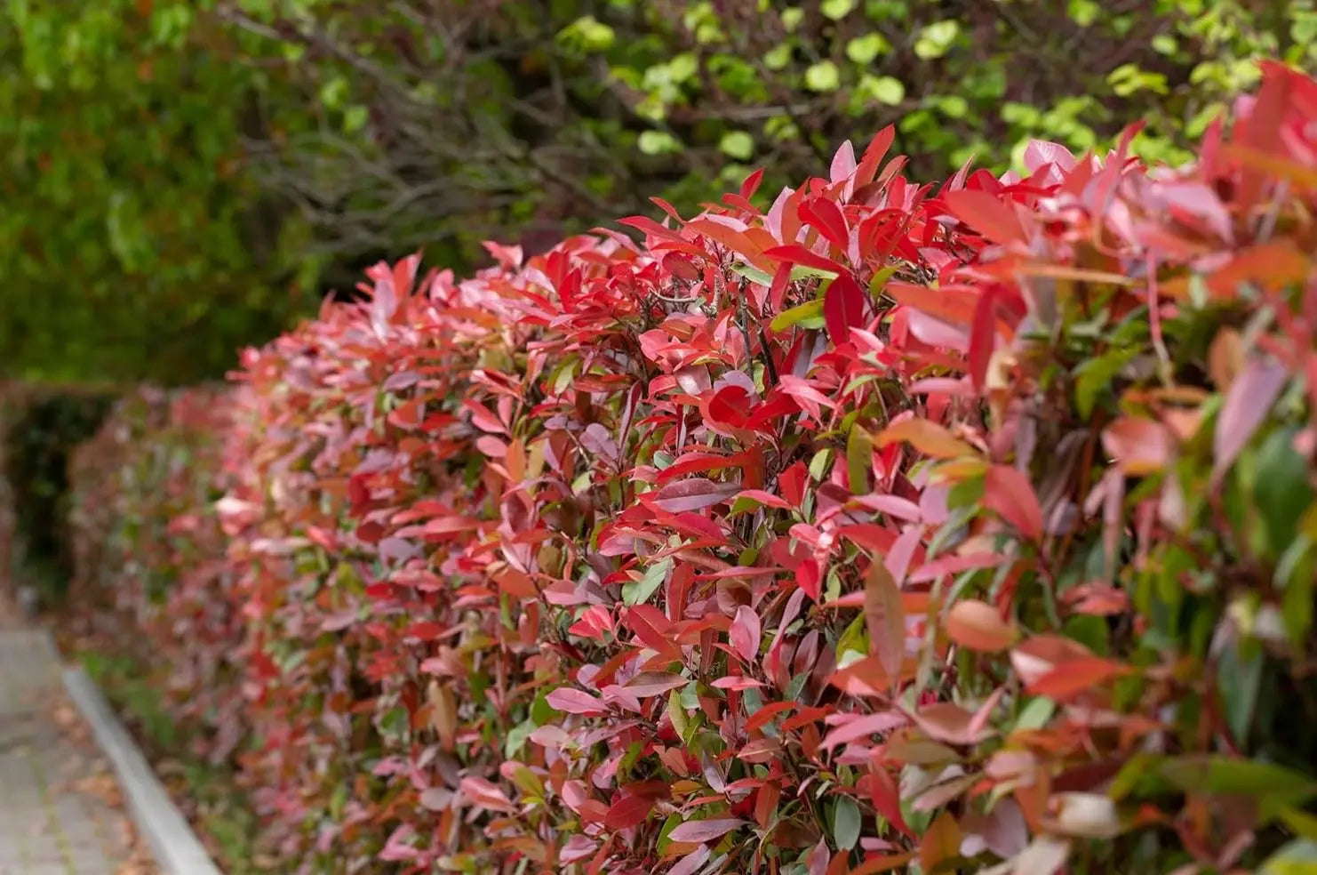 Rote Glanzmispel Photinia fraseri 'Red Robin' als Gehölz, mit roten Blättern, in einem Garten, von Stauden Gänge.
