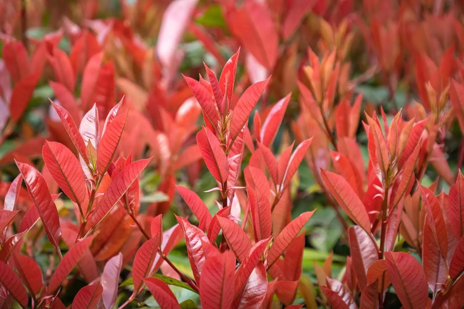 Photinia fraseri 'Red Robin' Gehölz mit roten Blättern, Zweige und grüne Blätter, Pflanzen in Gartenumgebung, Stauden Gänge