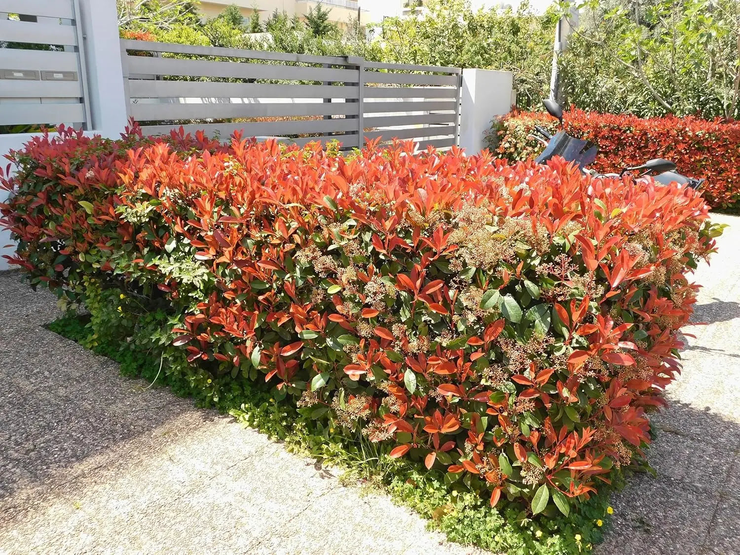 Rote Glanzmispel Photinia fraseri 'Red Robin' als Gehölz, grüne Blätter mit roten jungen Trieben, bei Stauden Gänge.