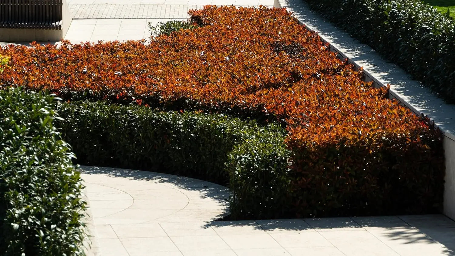 Rote Glanzmispel Photinia fraseri 'Red Robin' als Gehölz, grüne Blätter mit roten neuen Trieben, Stauden Gänge.