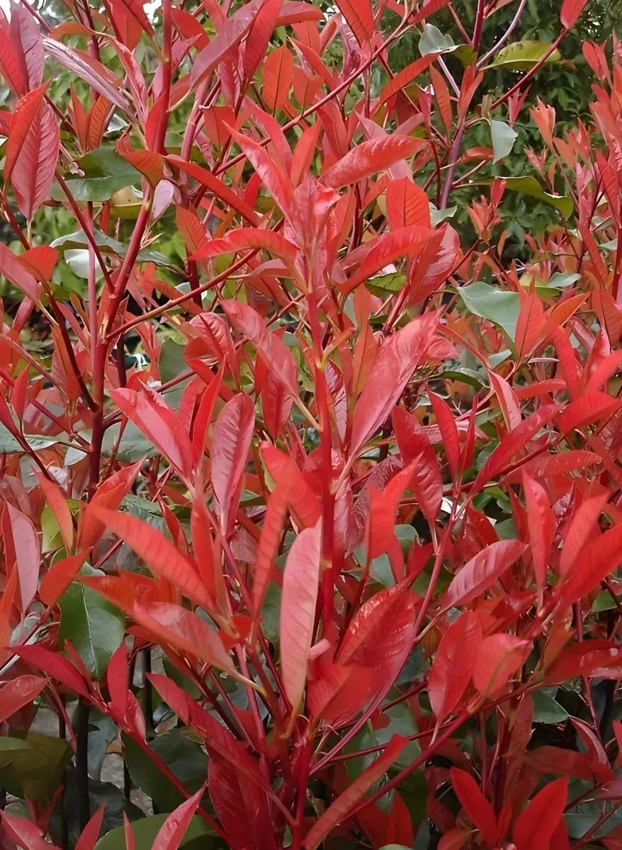 Rote Glanzmispel Photinia fraseri 'Red Robin' als Gehölz, grüne Blätter mit roten Austrieben, von Stauden Gänge.