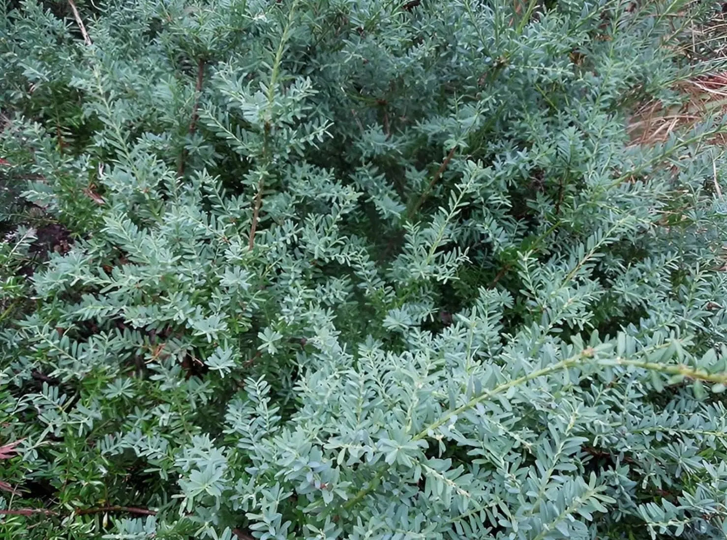 Blaue Steineibe Podocarpus lawrencei 'Blue Gem' als Gehölz, mit grünen Nadeln und bläulichem Farbton, von Stauden Gänge.