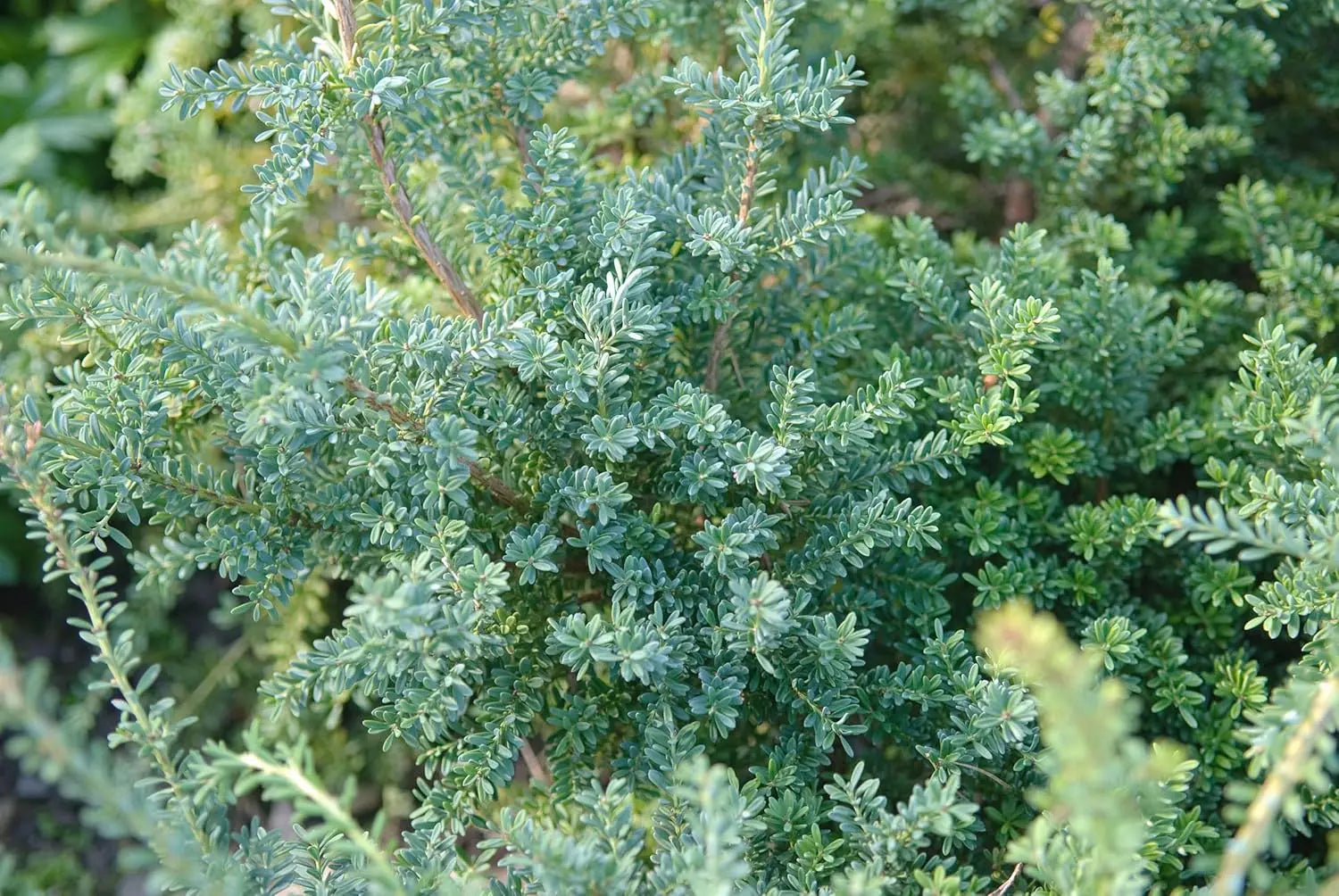 Blaue Steineibe Podocarpus lawrencei 'Blue Gem' als Gehölz, dichter Strauch mit blauen Nadeln, Stauden Gänge.