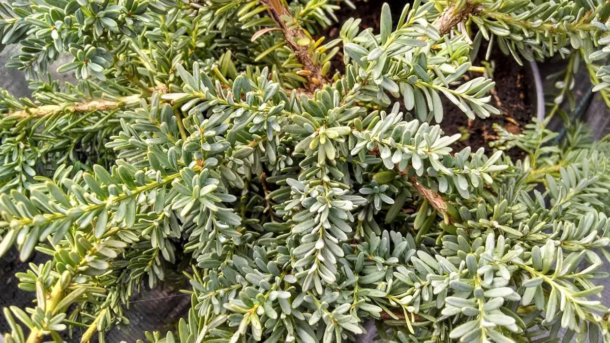 Podocarpus lawrencei 'Blue Gem', Blaue Steineibe, grünes Gehölz mit dichter Belaubung, Stauden Gänge, im Garten.