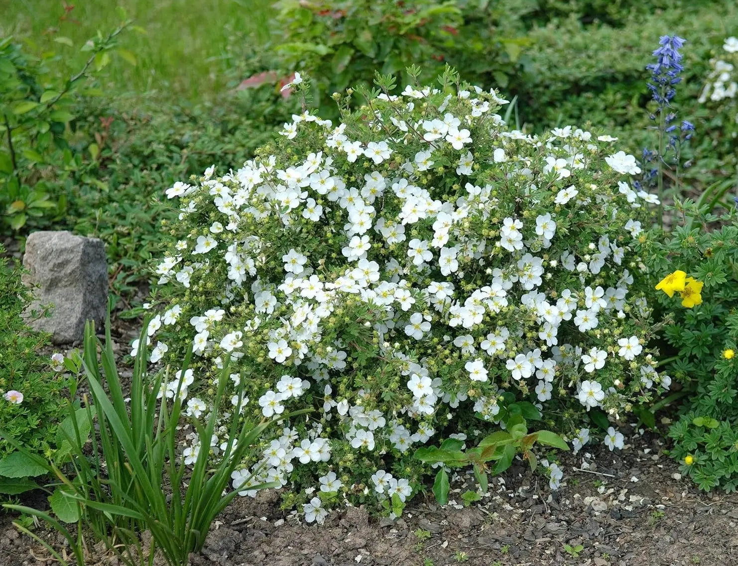 Weißer Fingerstrauch Potentilla fruticosa 'Abbotswood' als Gehölz, mit weißen Blüten und grünen Blättern, Stauden Gänge.