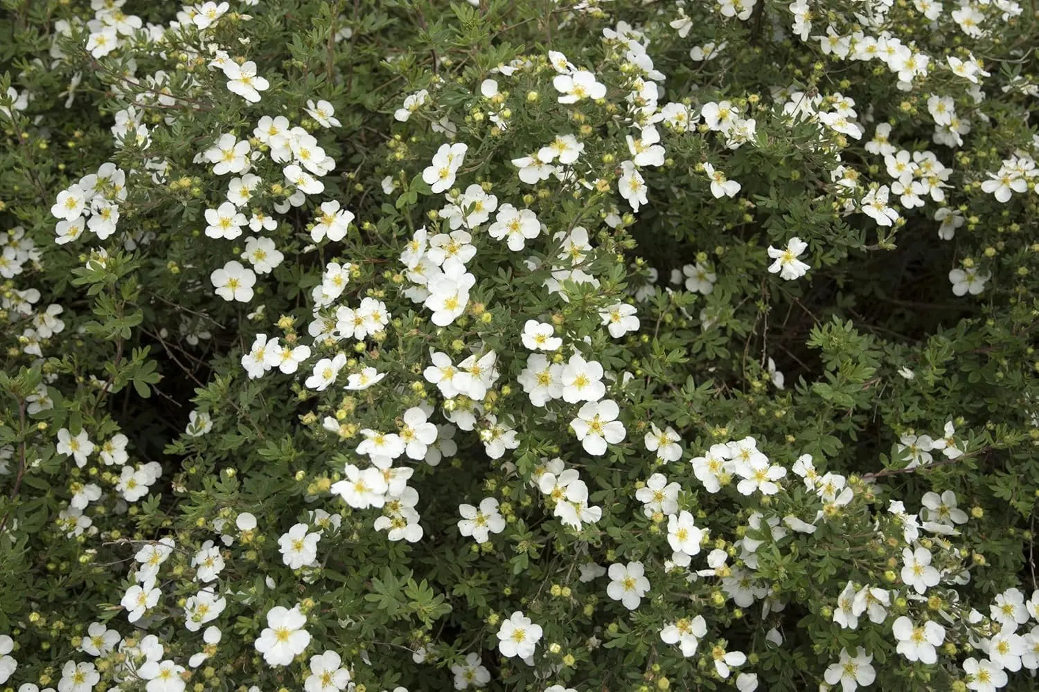 Potentilla fruticosa 'Abbotswood', weißer Fingerstrauch, Stauden Gänge, blühendes Gehölz mit weißen Blüten, Gartenpflanze