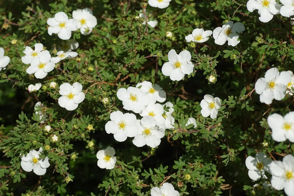Gehölz Potentilla fruticosa 'Abbotswood' mit weißen Blüten, Buschform, von Stauden Gänge, ideal für Garten und Balkon.