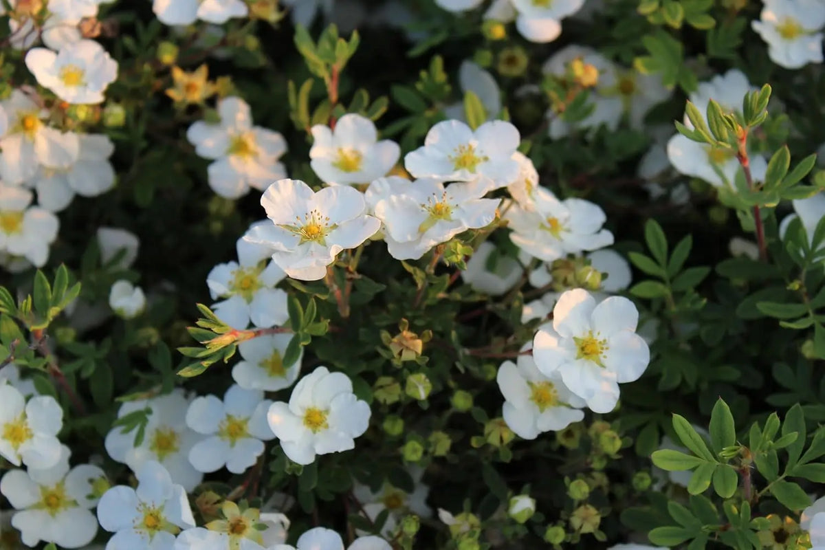 Gehölz Potentilla fruticosa 'Abbotswood' - Weißer Fingerstrauch mit weißen Blüten, von Stauden Gänge.