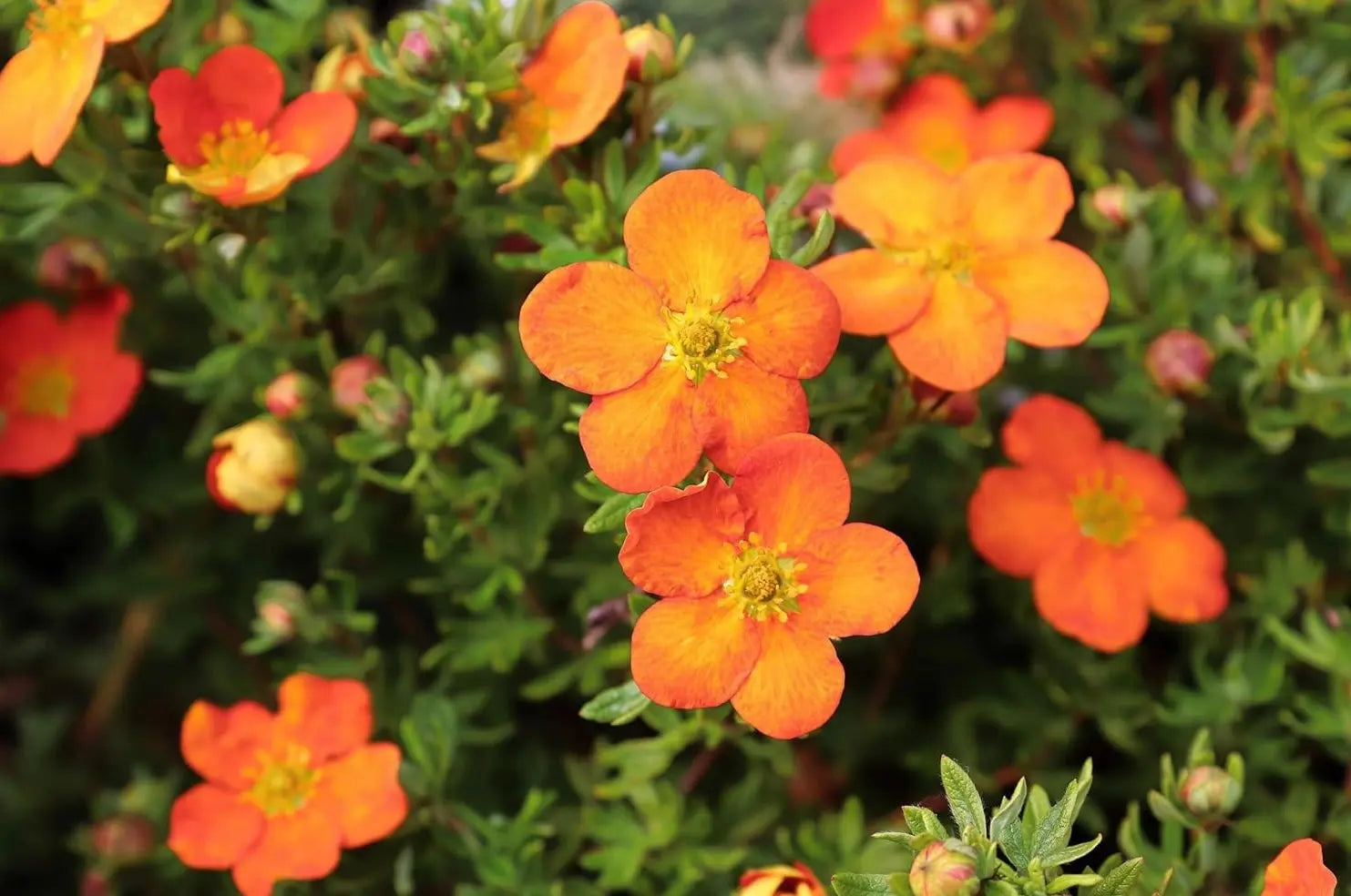Potentilla fruticosa 'Hopleys Orange' - Oranger Fingerstrauch, blühendes Gehölz mit orangefarbenen Blüten, Stauden Gänge