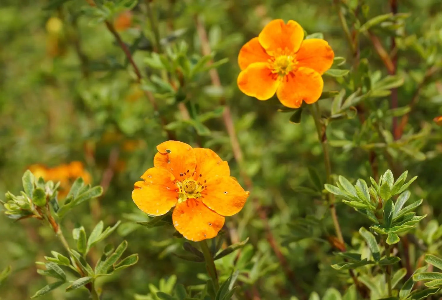 Potentilla fruticosa 'Hopleys Orange', orange Blüten, Strauch, Gehölz, Stauden Gänge, im Garten, blühender Strauch