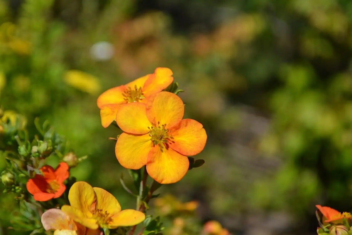 Gehölz Potentilla fruticosa 'Hopleys Orange' mit orangefarbenen Blüten, Stauden Gänge, Nahaufnahme des Strauchs