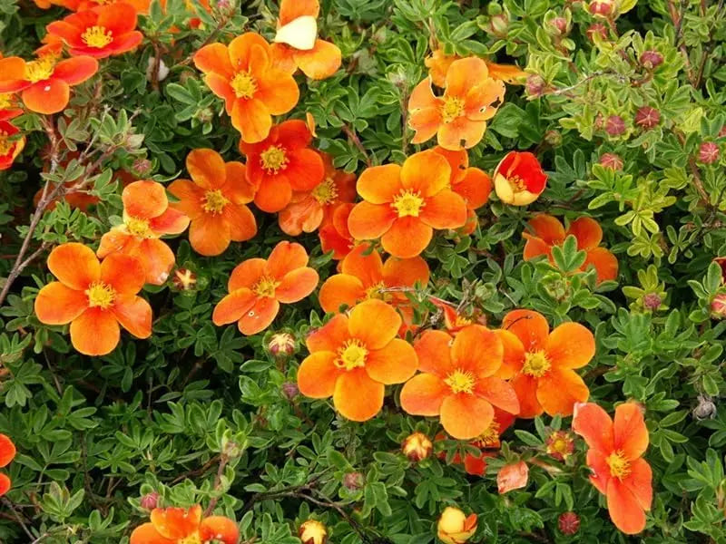 Potentilla fruticosa 'Hopleys Orange', orangefarbener Fingerstrauch, blühendes Gehölz, Stauden Gänge.
