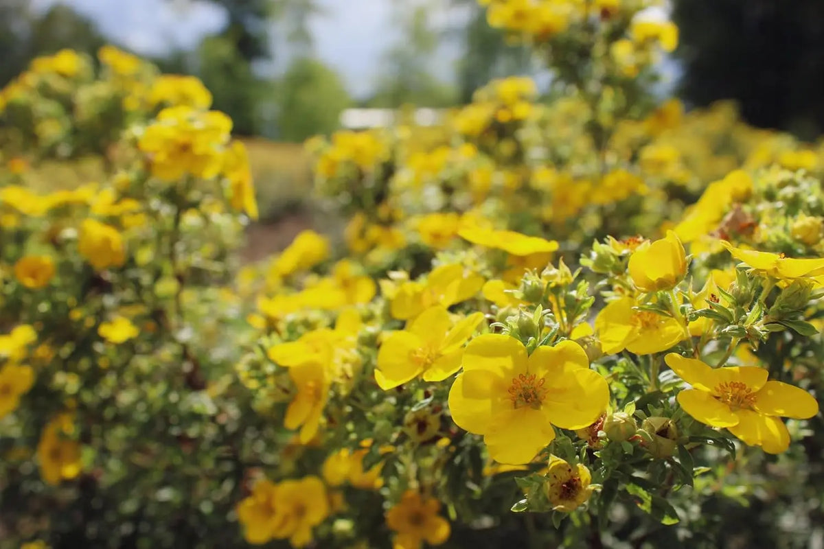 Potentilla fruticosa 'Kobold', gelber Fingerstrauch, Gehölz, Stauden Gänge, üppiges gelbes Blütengehölz, winterhart und pflegeleicht