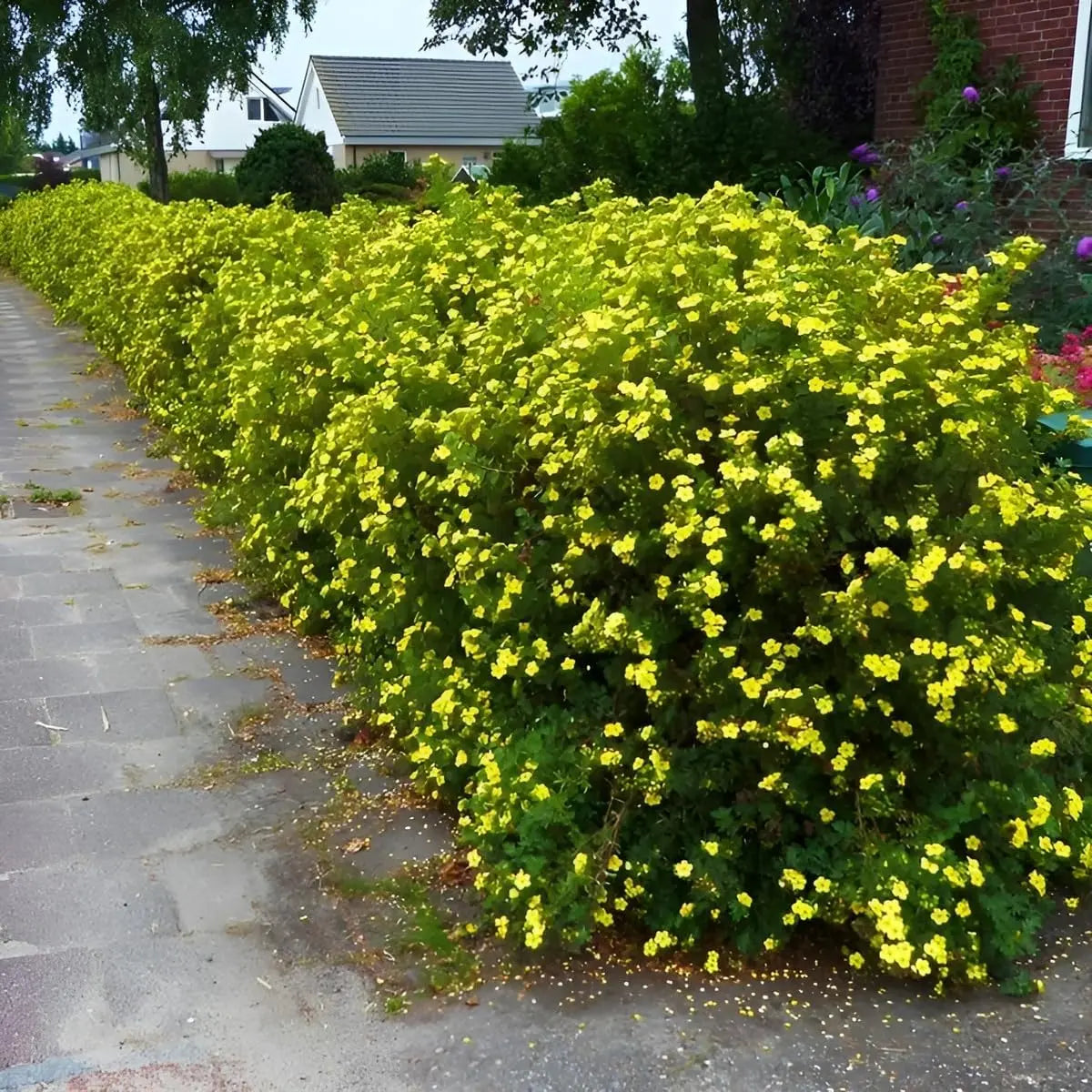 Gelber Fingerstrauch Potentilla fruticosa 'Kobold' als Gehölz, mit gelben Blüten, von Stauden Gänge.