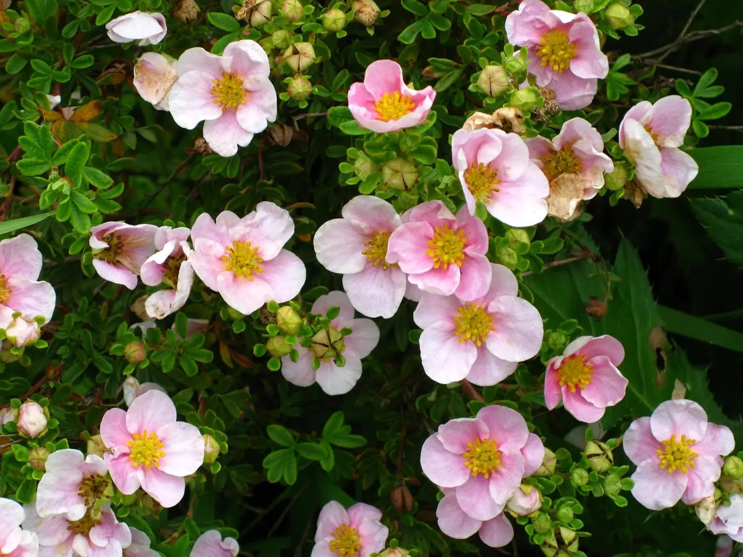 Stauden Gänge Potentilla fruticosa 'Pink Queen', rosa Fingerstrauch, blühendes Gehölz mit rosa Blüten, im Garten.