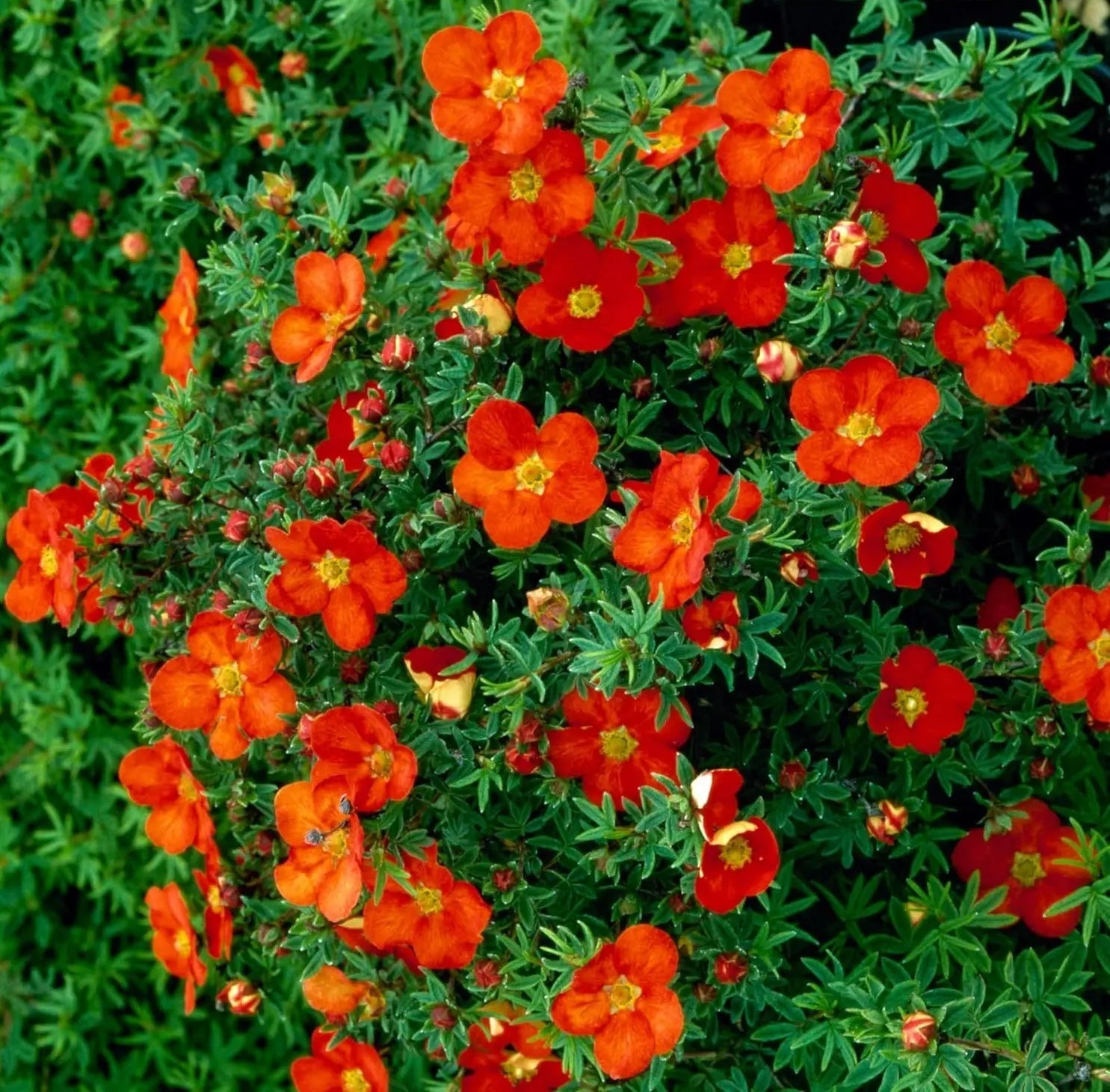 Roter Fingerstrauch Potentilla fruticosa 'Red Ace' als Gehölz, mit grünen Blättern und roten Blüten, im Garten.