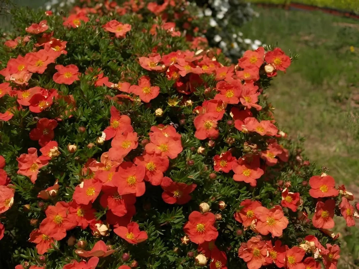 Roter Fingerstrauch Potentilla fruticosa 'Red Ace' als Gehölz, mit grünen Blättern und roten Blüten, Stauden Gänge.