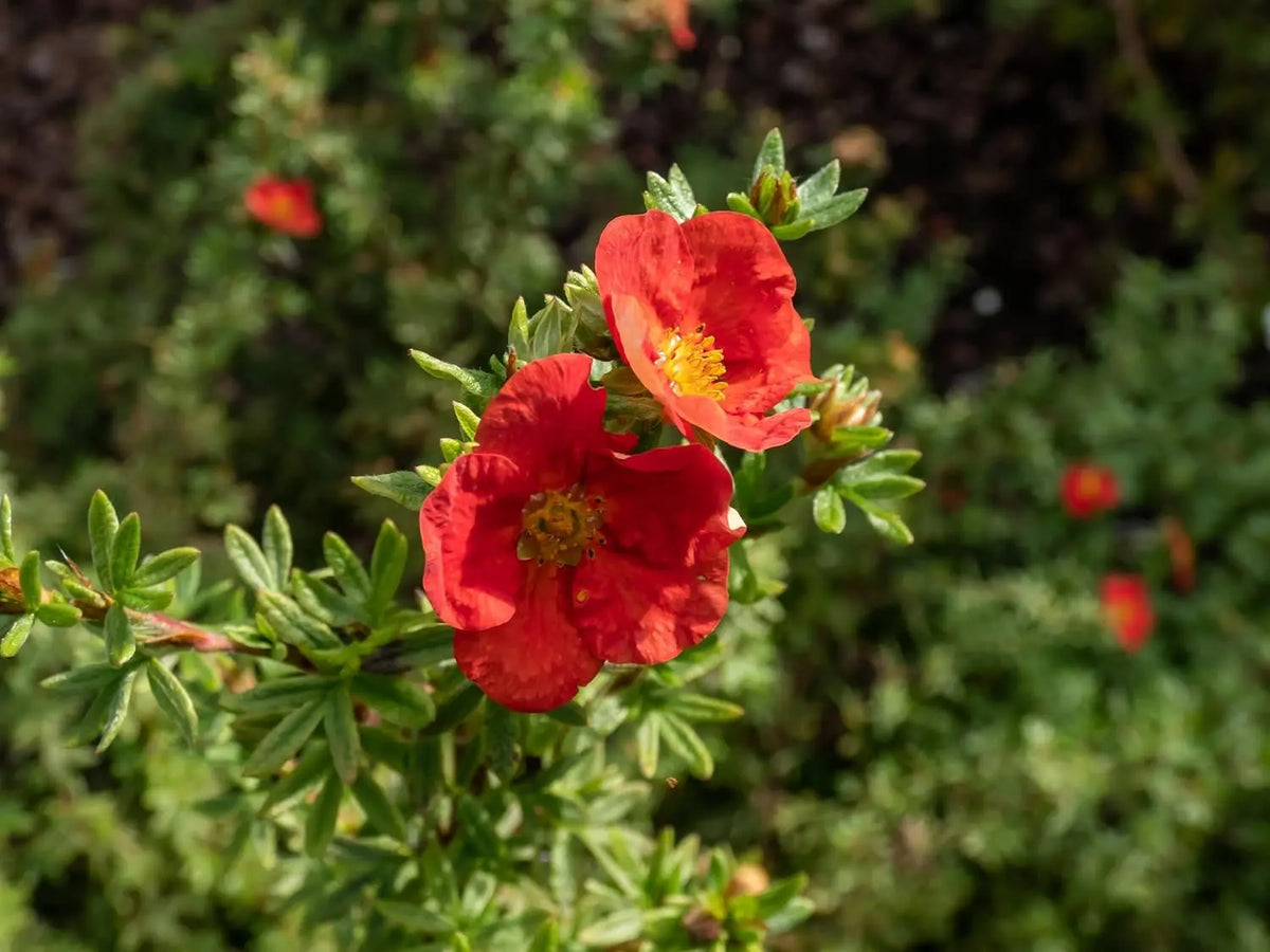 Roter Fingerstrauch Potentilla fruticosa 'Red Ace' als Gehölz, mit grünen Blättern und roten Blüten, Stauden Gänge.