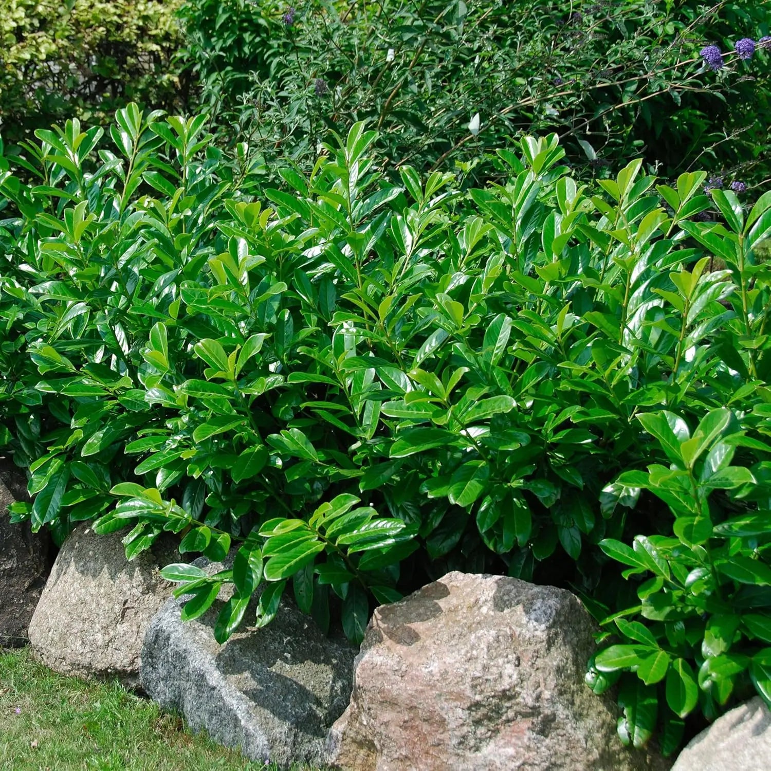 Dicht belaubter Prunus laurocerasus 'Caucasica', Kirschlorbeer, als Gehölz mit glänzenden grünen Blättern, im Garten.