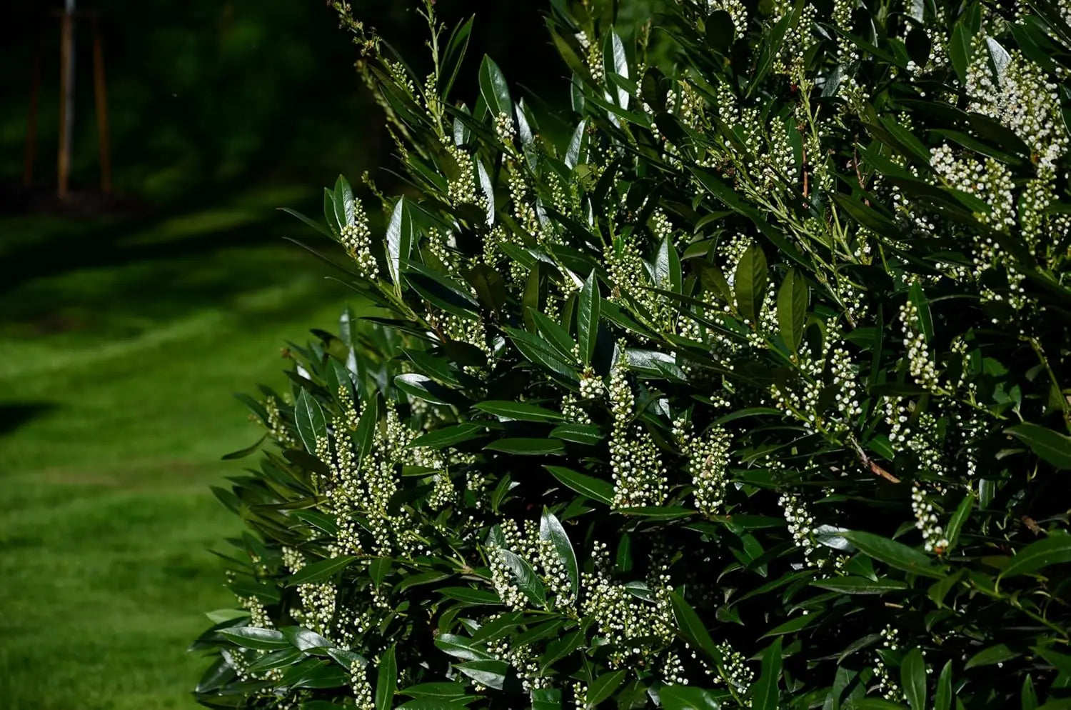 Grüner Prunus laurocerasus 'Caucasica' Kirschlorbeer als Gehölz, mit glänzenden Blättern, von Stauden Gänge.