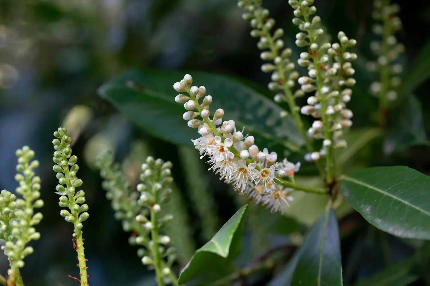 Stauden Gänge Prunus laurocerasus 'Caucasica' Kirschlorbeer als Gehölz, grüne Blätter und dichter Wuchs.