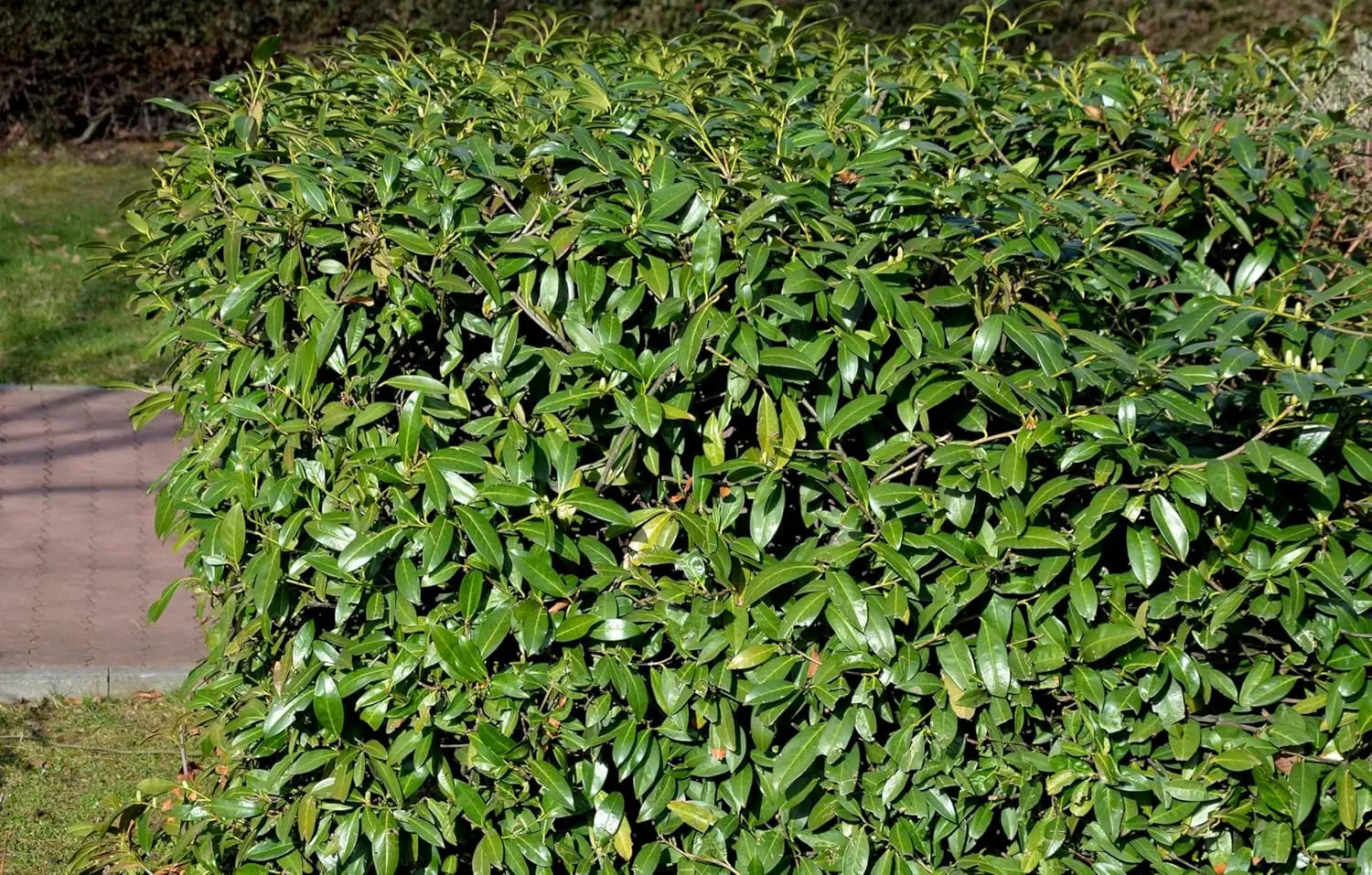 Dichtes Gehölz Prunus laurocerasus 'Caucasica' / Kirschlorbeer von Stauden Gänge, grünes Laub, ideal für Hecken und Sichtschutz.