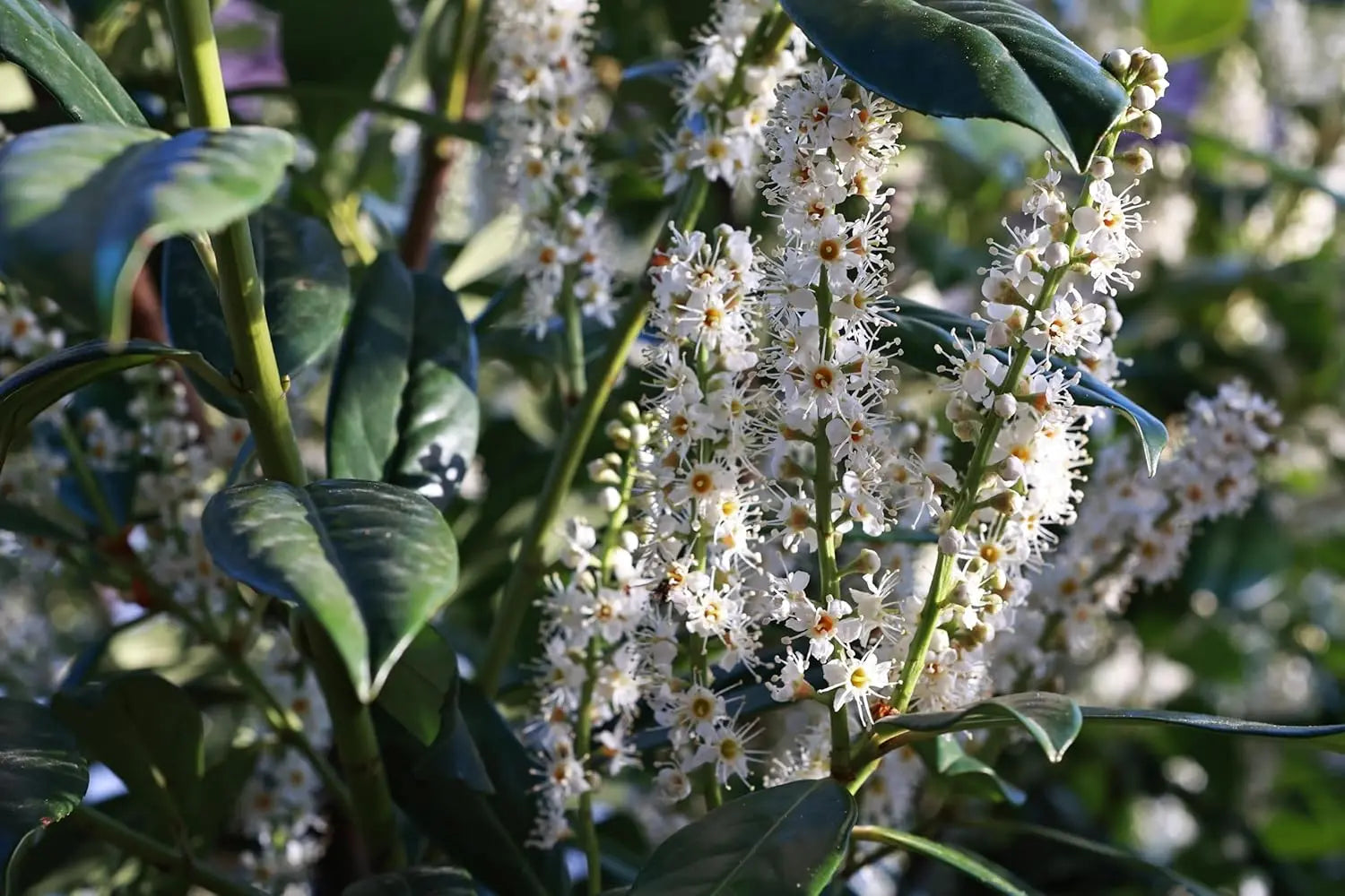 Immergrüner Prunus laurocerasus 'Caucasica' Kirschlorbeer, lebendiges Gehölz mit glänzenden grünen Blättern, von Stauden Gänge.