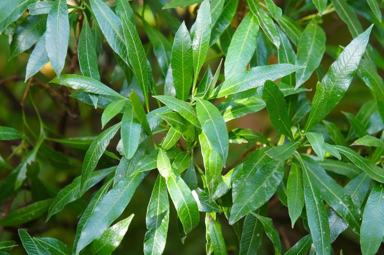 Prunus laurocerasus 'Caucasica' Kirschlorbeer Gehölz, grünes Laub, dichter Busch mit glänzenden Blättern, von Stauden Gänge