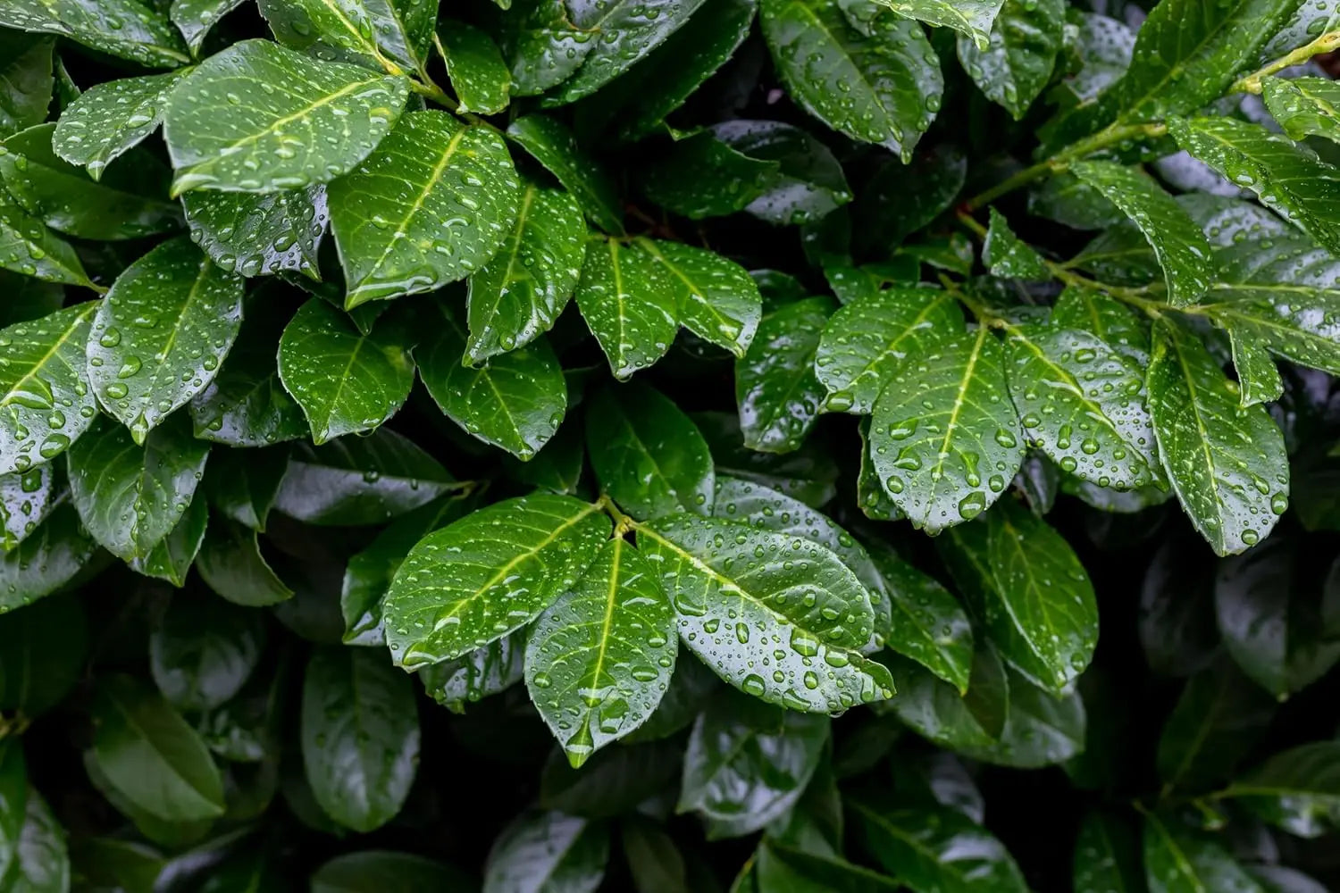 Dichte Prunus laurocerasus 'Etna' Kirschlorbeer Gehölz, grüne Blätter, im Garten bei Stauden Gänge.