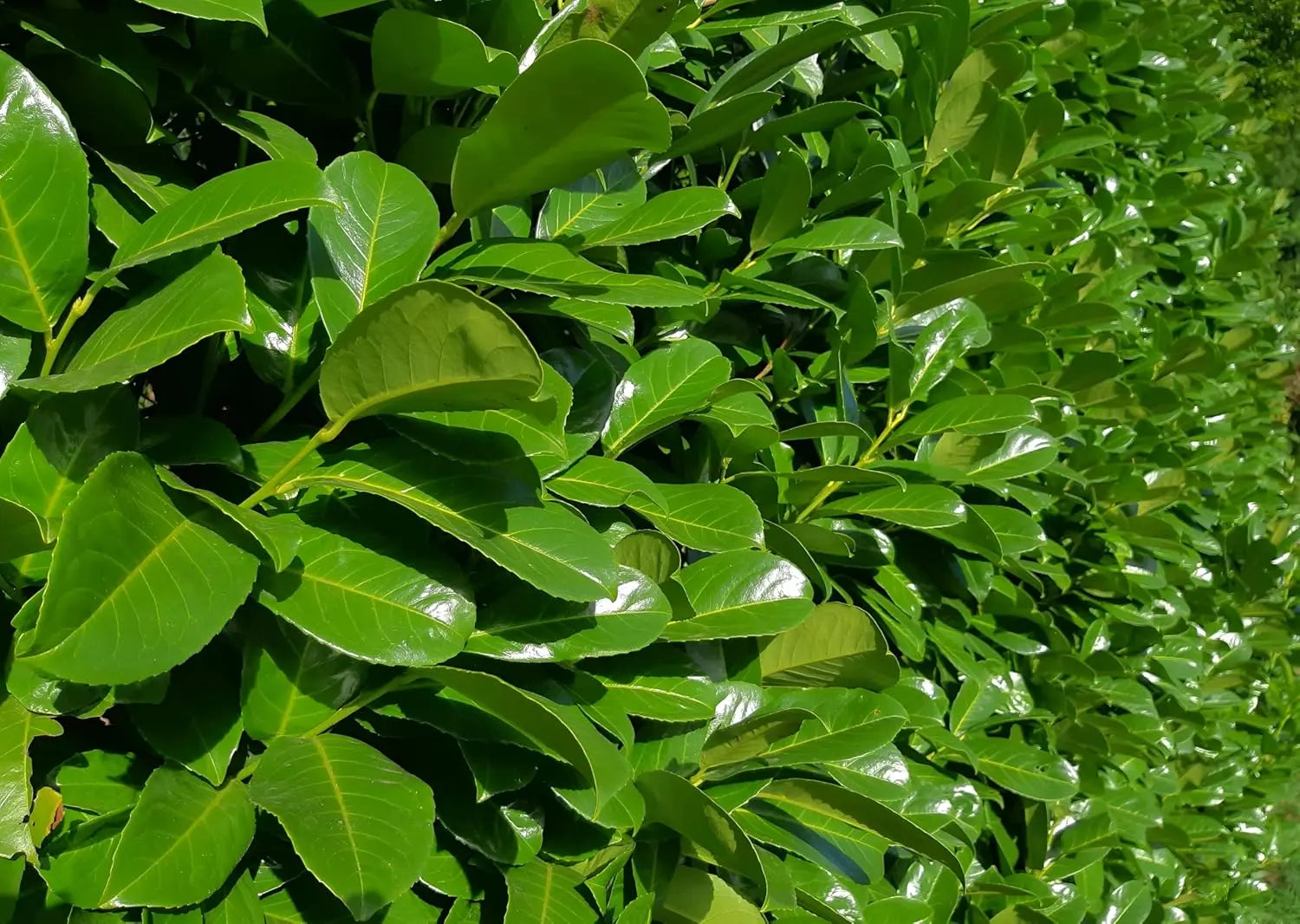 Prunus laurocerasus 'Etna', Kirschlorbeer Gehölz von Stauden Gänge, grüne Blätter und buschiges Wachstum sichtbar
