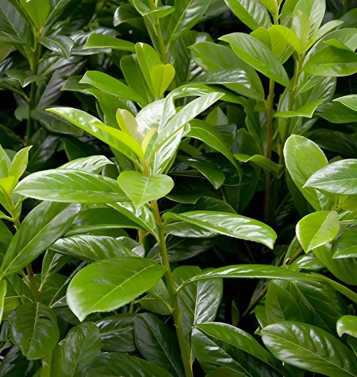 Dicht wachsender Prunus laurocerasus 'Novita', Kirschlorbeer, als Gehölz, mit grünen, glänzenden Blättern, von Stauden Gänge.