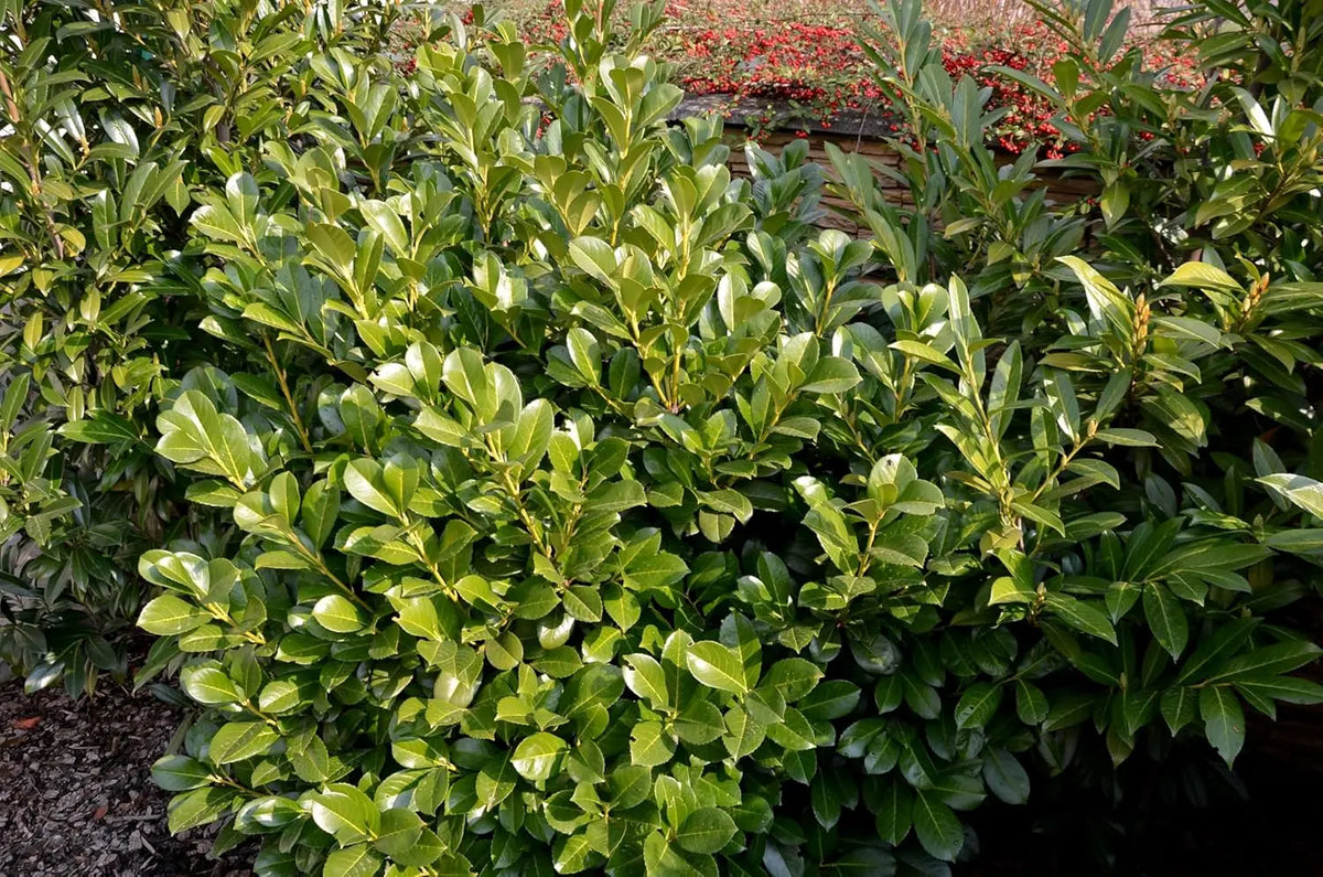 Gehölz Prunus laurocerasus 'Novita' Kirschlorbeer, grüne Blätter und buschige Form, von Stauden Gänge.