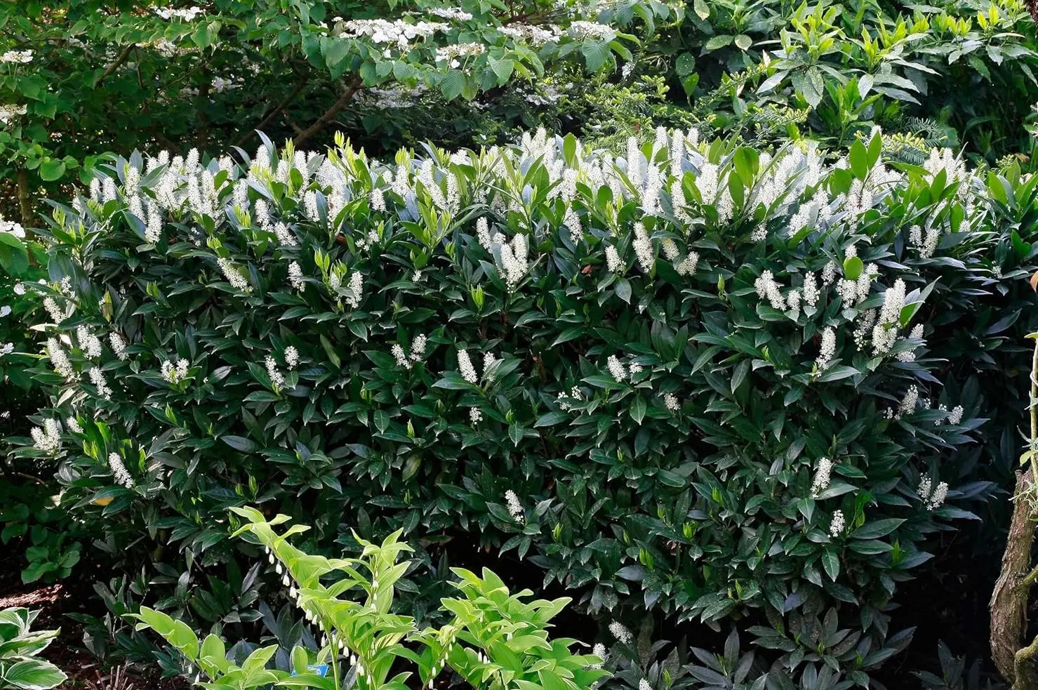 Kleiner Kirschlorbeer Prunus laurocerasus 'Otto Luyken' als Gehölz, dichtes grünes Laub, bei Stauden Gänge.