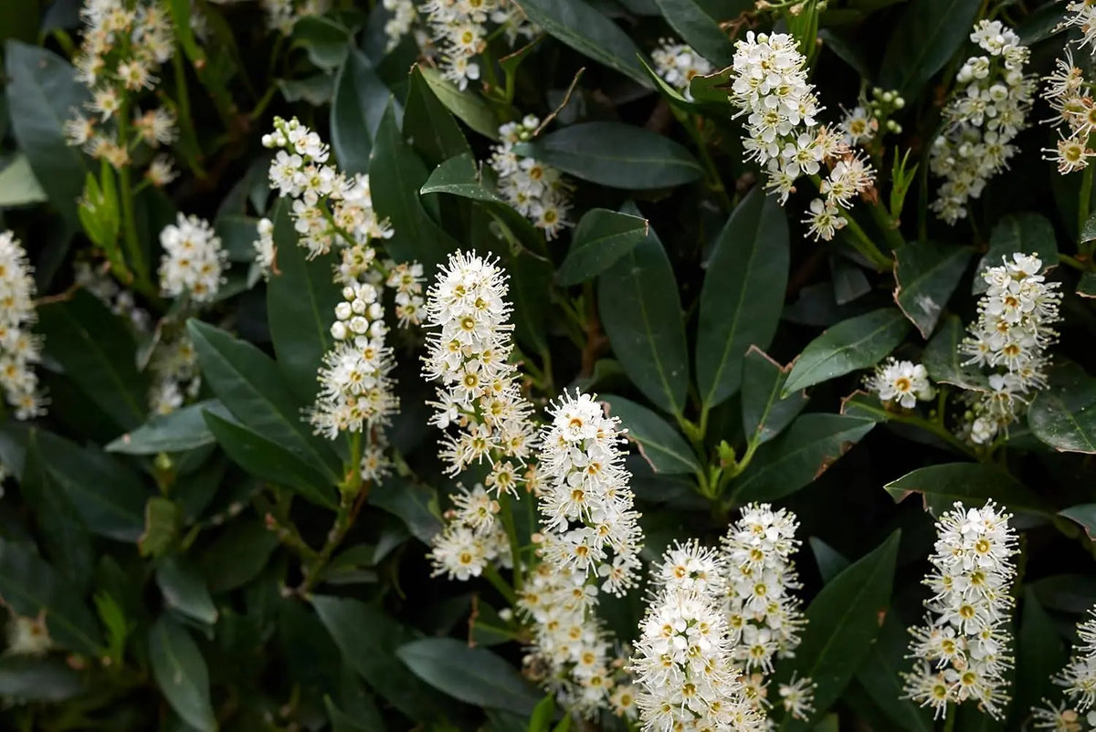 Kleiner Kirschlorbeer Prunus laurocerasus 'Otto Luyken' als Gehölz, grüne Blätter, dichter Strauch, Stauden Gänge.